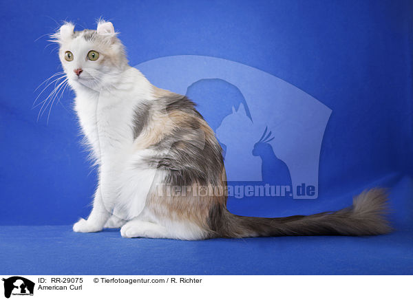 American Curl / American Curl / RR-29075