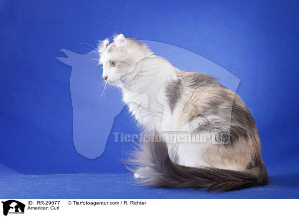American Curl / American Curl / RR-29077