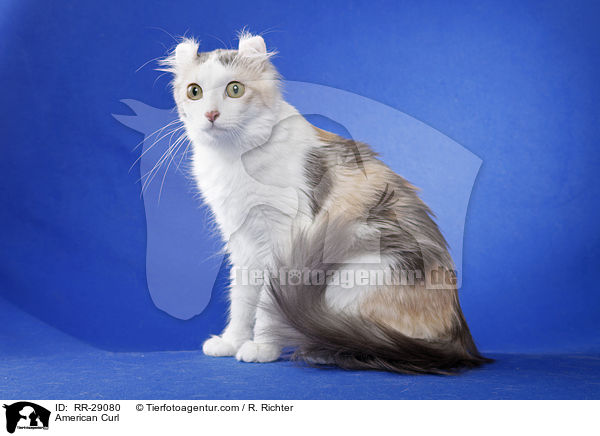 American Curl / American Curl / RR-29080