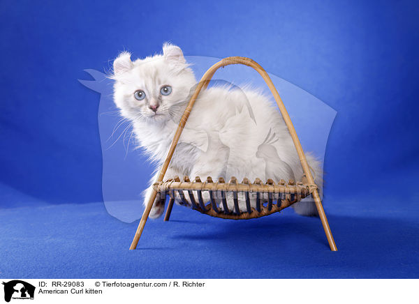 American Curl Ktzchen / American Curl kitten / RR-29083