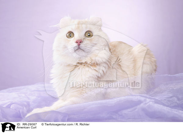 American Curl / American Curl / RR-29087
