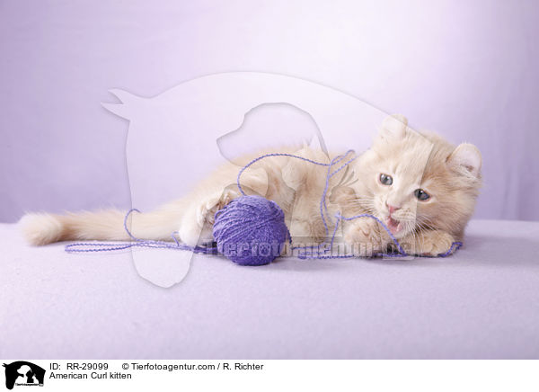 American Curl Ktzchen / American Curl kitten / RR-29099