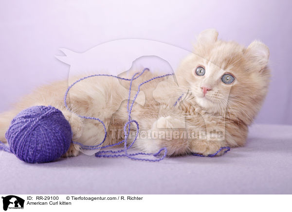 American Curl Ktzchen / American Curl kitten / RR-29100