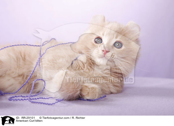 American Curl Ktzchen / American Curl kitten / RR-29101