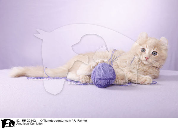 American Curl Ktzchen / American Curl kitten / RR-29102