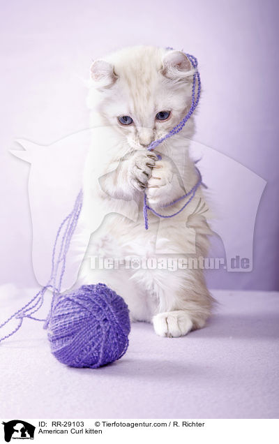 American Curl Ktzchen / American Curl kitten / RR-29103