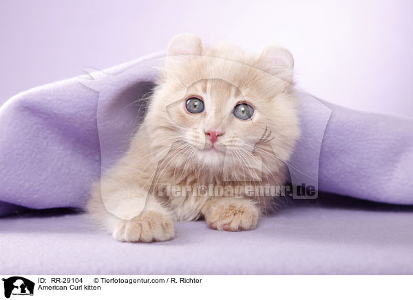 American Curl Ktzchen / American Curl kitten / RR-29104