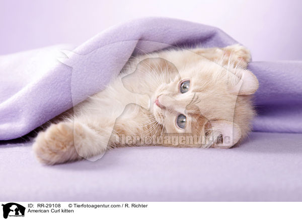 American Curl Ktzchen / American Curl kitten / RR-29108