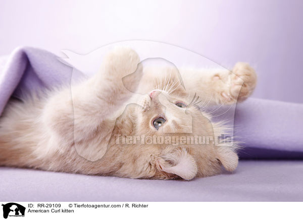 American Curl Ktzchen / American Curl kitten / RR-29109