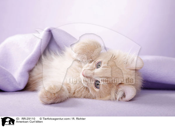 American Curl Ktzchen / American Curl kitten / RR-29110