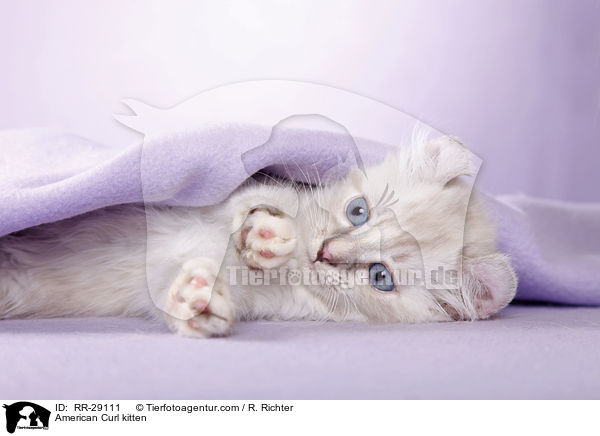 American Curl Ktzchen / American Curl kitten / RR-29111