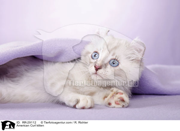 American Curl Ktzchen / American Curl kitten / RR-29112