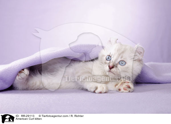 American Curl Ktzchen / American Curl kitten / RR-29113