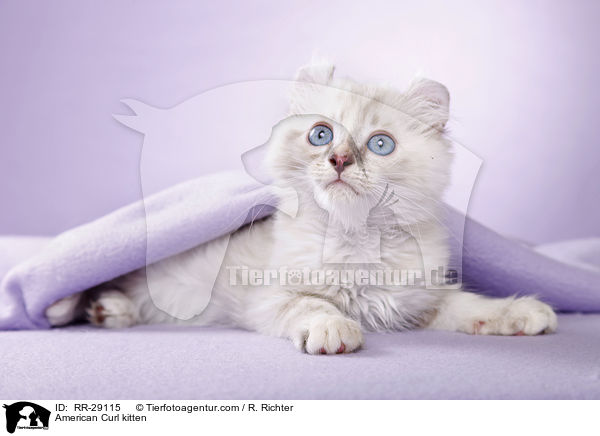 American Curl Ktzchen / American Curl kitten / RR-29115