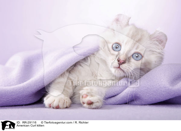 American Curl Ktzchen / American Curl kitten / RR-29116