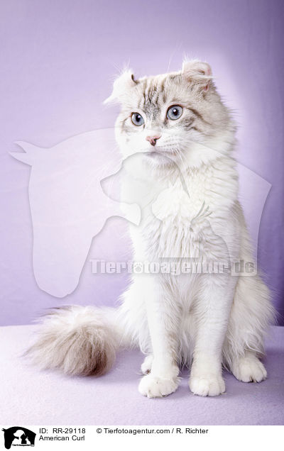 American Curl / American Curl / RR-29118