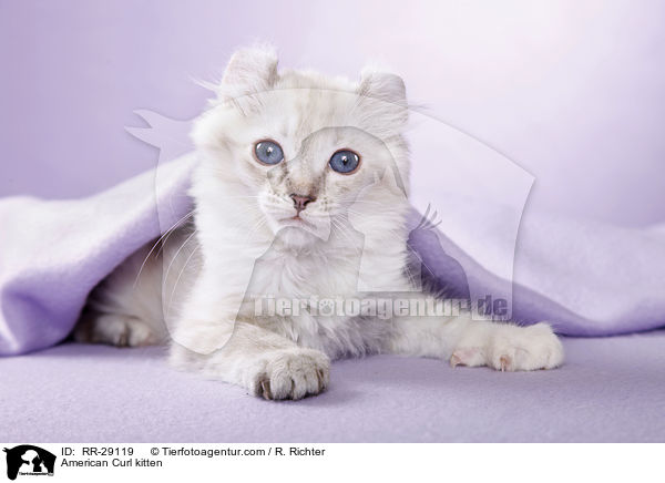 American Curl Ktzchen / American Curl kitten / RR-29119