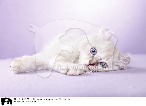 American Curl Ktzchen / American Curl kitten / RR-29121
