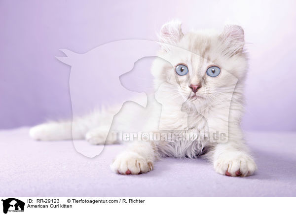 American Curl Ktzchen / American Curl kitten / RR-29123
