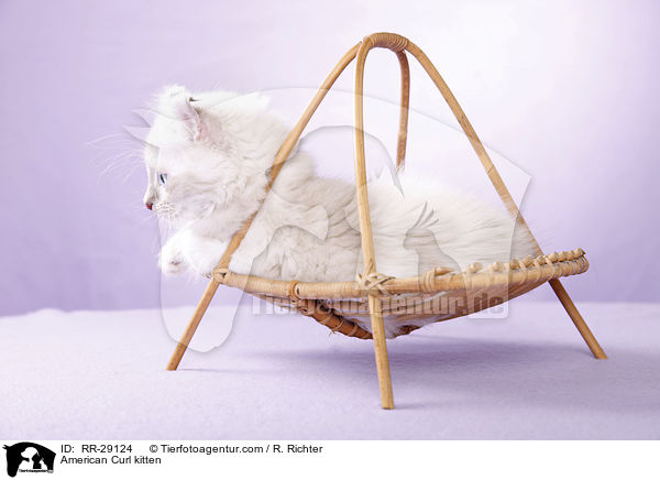 American Curl Ktzchen / American Curl kitten / RR-29124