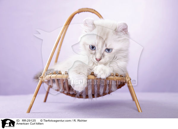 American Curl Ktzchen / American Curl kitten / RR-29125