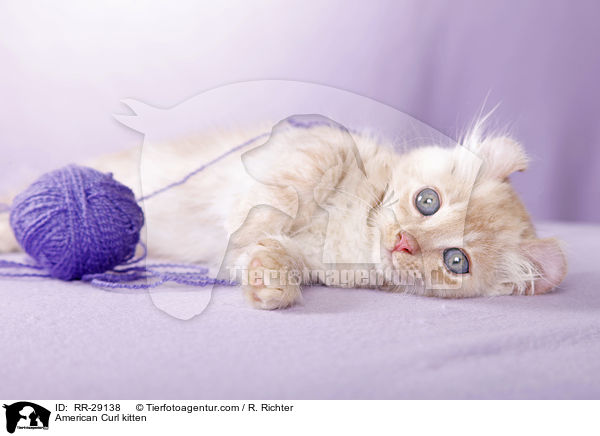 American Curl Ktzchen / American Curl kitten / RR-29138