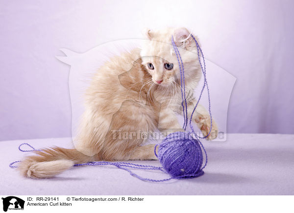American Curl Ktzchen / American Curl kitten / RR-29141