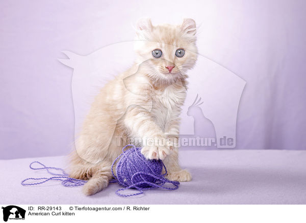American Curl Ktzchen / American Curl kitten / RR-29143