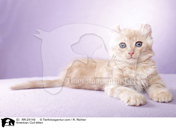 American Curl Ktzchen / American Curl kitten / RR-29149