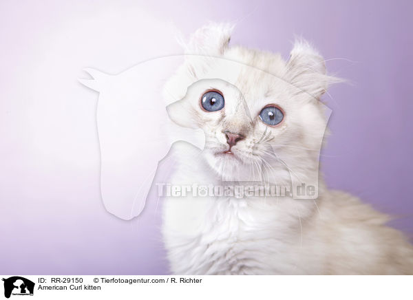 American Curl Ktzchen / American Curl kitten / RR-29150
