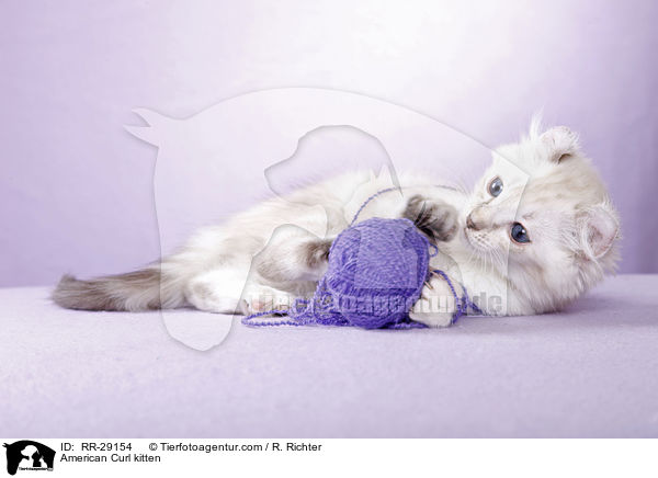 American Curl Ktzchen / American Curl kitten / RR-29154