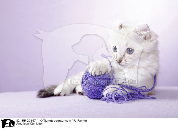 American Curl kitten / RR-29157