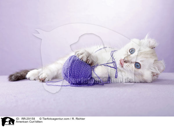 American Curl Ktzchen / American Curl kitten / RR-29158
