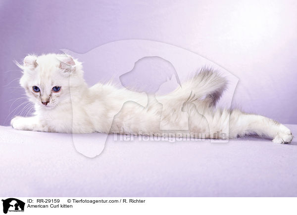 American Curl Ktzchen / American Curl kitten / RR-29159