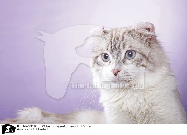 American Curl Portrait / American Curl Portrait / RR-29163
