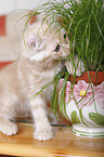 American Curl kitten