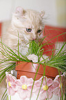 American Curl kitten