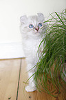 American Curl kitten