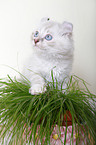 American Curl kitten