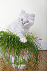 American Curl kitten