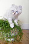 American Curl kitten