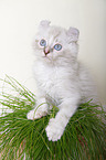 American Curl kitten