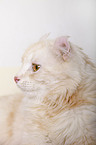 American Curl Portrait