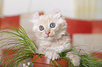 American Curl kitten