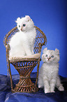 American Curl kitten