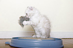 American Curl kitten