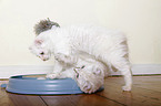 American Curl kitten