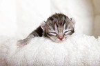 American Curl kitten