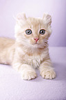 American Curl kitten