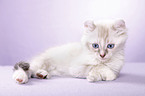 American Curl kitten